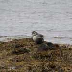 Focas y ballenas Islandia